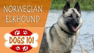 Dogs 101  NORWEGIAN ELKHOUND  Top Dog Facts About the NORWEGIAN ELKHOUND [upl. by Tarrance]