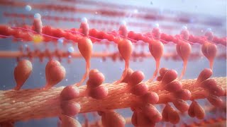 Cardiac Contractility Modulation  Mode of Action English [upl. by Norahc627]