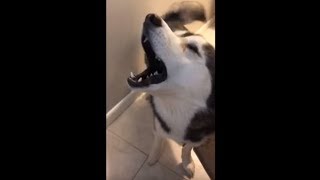 Screaming husky throws insane temper tantrum [upl. by Ahsilahs749]