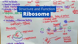 Ribosome Structure and Function  What is a Ribosomes [upl. by Heall]