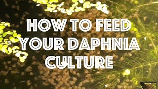 How To Feed Your Daphnia Culture [upl. by Guyer878]