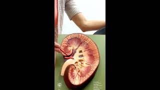 Urinary System Anatomy and Physiology II [upl. by Yee]