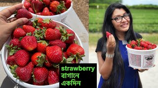 আমেরিকার strawberry’র ক্ষেত দেখতে কেমন নিজ হাতে স্ট্রবেরি তুললাম  Umme’s Vlog [upl. by Moor203]