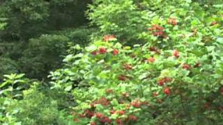 American Cranberry Bush  Highbush Cranberry [upl. by Ecirtaeb914]