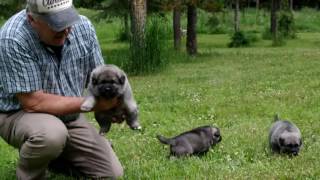 Norwegian Elkhound Puppies at 4 Weeks Old [upl. by Screens]