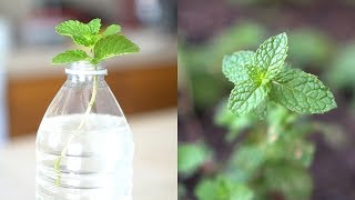 How to Grow Mint from Cutting  Root and Propagate Mint in Water [upl. by Ayikin]