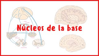 NEUROANATOMÍA  Núcleos de la base  Neuroanatomía  Blasto Med [upl. by Norha711]