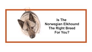 Everything you need to know about Norwegian Elkhound puppies 2019 [upl. by Rosenkranz]