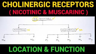 Autonomic Pharmacology  3  Cholinergic Receptors  EOMS [upl. by Viccora]