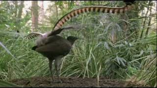 Lyrebird Imitating Manmade Sounds in Forest [upl. by Osrick]