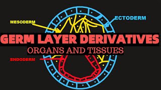 Germ layer derivatives  ENDODERM ECTODERM MESODERM  Organs and tissues [upl. by Layney]