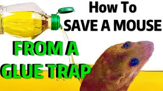 HOW TO REMOVE a MOUSE From GLUE TRAP  Humane amp FAST [upl. by Aneeled]