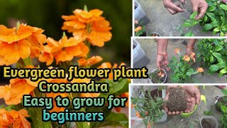 All about crossandra flower plant  How to grow amp carepropagationbest potting soilcutting update [upl. by Mahon]