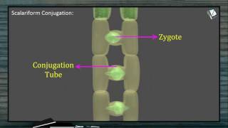 Reproduction in Spirogyra [upl. by Lajes]