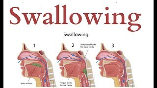 swallowing  Physiology [upl. by Anabel]