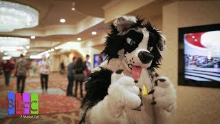 Kibas BLFC 2018 Con Video Biggest Little Fur Con [upl. by Naima]