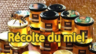 🍯 Récolte du miel toutes les étapes 🐝 [upl. by Oznofla]