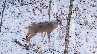 15 kills in 2 Minutes  2019 Hunting Highlights [upl. by Schlesinger]