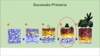 Sucessão Ecológica  Brasil Escola [upl. by Cathryn]