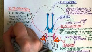 Cranial Nerves Part 1 [upl. by Iiette626]