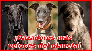 Top 10 PERROS LEBRELES utilizados para CAZAR ⚡ galgos [upl. by Attevaj]