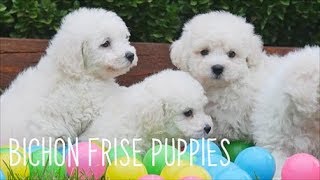 Bichon Frise Puppies [upl. by Rehtaeh]