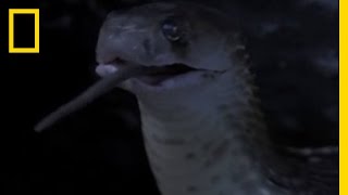 Cobra Devours Rat  National Geographic [upl. by Eiwoh985]