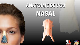 Anatomie de los nasal [upl. by Aedni]