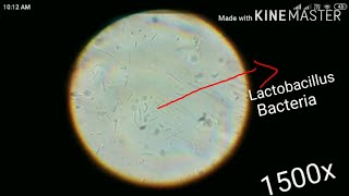 Lactobacillus bacteria under microscope [upl. by Ydarb846]