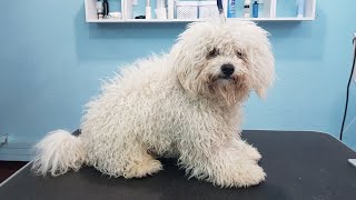 Grooming A Matted Bichon With Very Bad Ear Condition [upl. by Nonez]