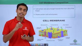 Class 11th  Eukaryotes  Cell Membrane Composition  Cell The unit of Life  Tutorials Point [upl. by Sorenson101]