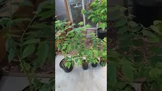 Muntingia calabura Strawberry treeJamaican cherry update [upl. by Beaston111]