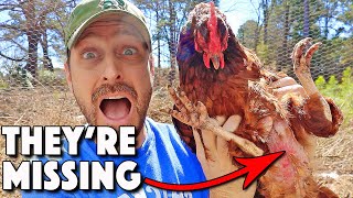 Chickens Molting Or Something Else 9 REASONS Chickens LOSE Feathers And What To Do About It [upl. by Ihcur]