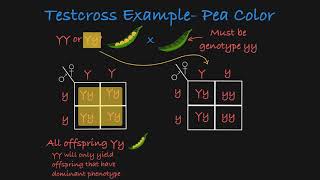 Testcross Explained [upl. by Thurmann660]