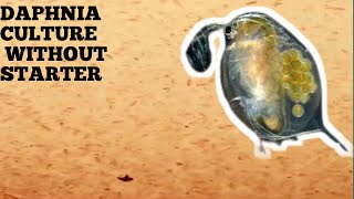 HOW TO CULTURE DAPHNIA NATURALLY WITHOUT A STARTER [upl. by Kirven112]