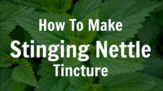 How To Make Fresh Stinging Nettle Tincture [upl. by Yotal310]