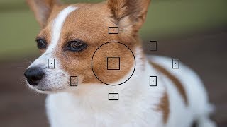 How to control the focus points on a NIKON amp CANON DSLR [upl. by Helbon]