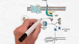 G Protein Signaling  Handwritten Cell amp Molecular Biology [upl. by Premer145]