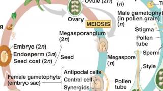 Angiosperm Life Cycle [upl. by Mcclenaghan]