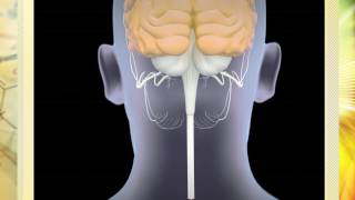 Hans Selyes General Adaption Syndrome and the HPA Axis Exploring the Connection [upl. by Carmine]