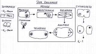 Die Mitose Der Zellzyklus [upl. by Bazluke702]