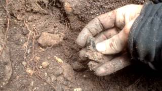 Digging smoky quartz in Northern Victoria Australia [upl. by Binah]