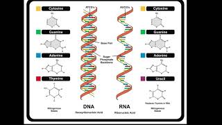 DNA and RNA Structure [upl. by Katherin]