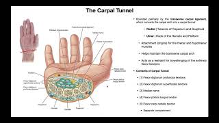 Anatomy amp Contents of the Carpal Tunnel [upl. by Hanauq366]