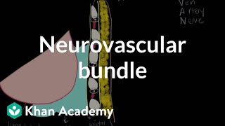 Neurovascular bundle  Respiratory system diseases  NCLEXRN  Khan Academy [upl. by Elysee]