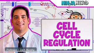 Cell Biology  Cell Cycle Regulation [upl. by Krystyna28]