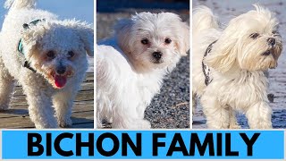 All Bichon Dog Breeds  Bichon Family [upl. by Itsrejk]