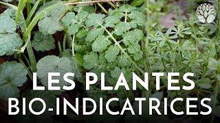 Les plantes bioindicatrices [upl. by Atnoved723]