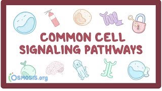 Common cell signaling pathway [upl. by Danit]