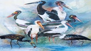 All Stork Species  Species List [upl. by Simmonds594]